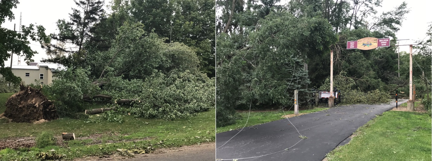 Wind damage to trees